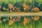 Canada-Ontario-Kenora District Forest autumn colors reflect on Middle Lake Art Print